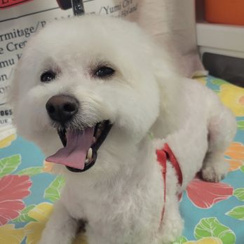 Urban Style Dog - Pet Groomers Near Me - Las Vegas, Nevada Urban Style Dog - Pet Groomers Near Me - Las Vegas, Nevada