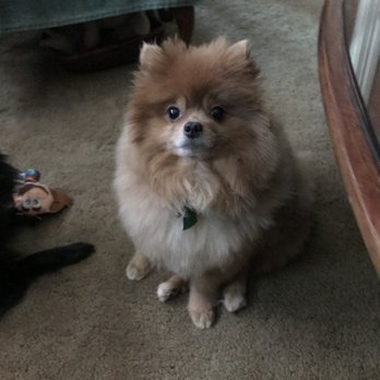 Bark Station Pet Salon - 3 hours after picked up.. uneven and choppy. - Pet Groomers Near Me - Burlingame, California