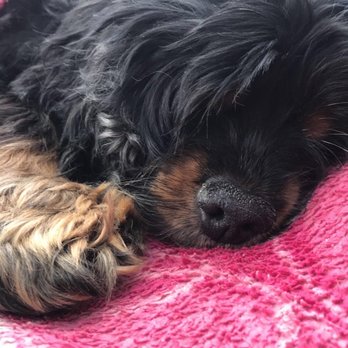 Peaceful Pets Services - Linda as she drifted into deep sleep. - Pet Services Near Me - Castaic, California Peaceful Pets Services - Linda as she drifted into deep sleep. - Pet Services Near Me - Castaic, California