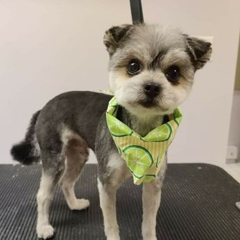 The Dapper Dog Grooming Spa - Pet Groomers Near Me - Glenn lyon, Pennsylvania The Dapper Dog Grooming Spa - Pet Groomers Near Me - Glenn lyon, Pennsylvania