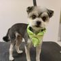 The Dapper Dog Grooming Spa