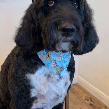 Healing Hands Grooming - Pet Groomers Near Me - Bradenton , Florida