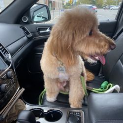 It's A Miracle Dog Spa - Love their face framing!