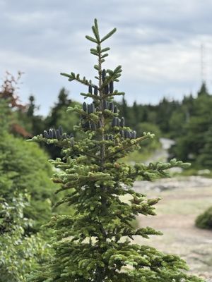 Cadillac Mountain by null