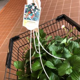 Beautiful strawberry hanging baskets for $15 Beautiful strawberry hanging baskets for $15