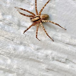 All Natural Pest Elimination