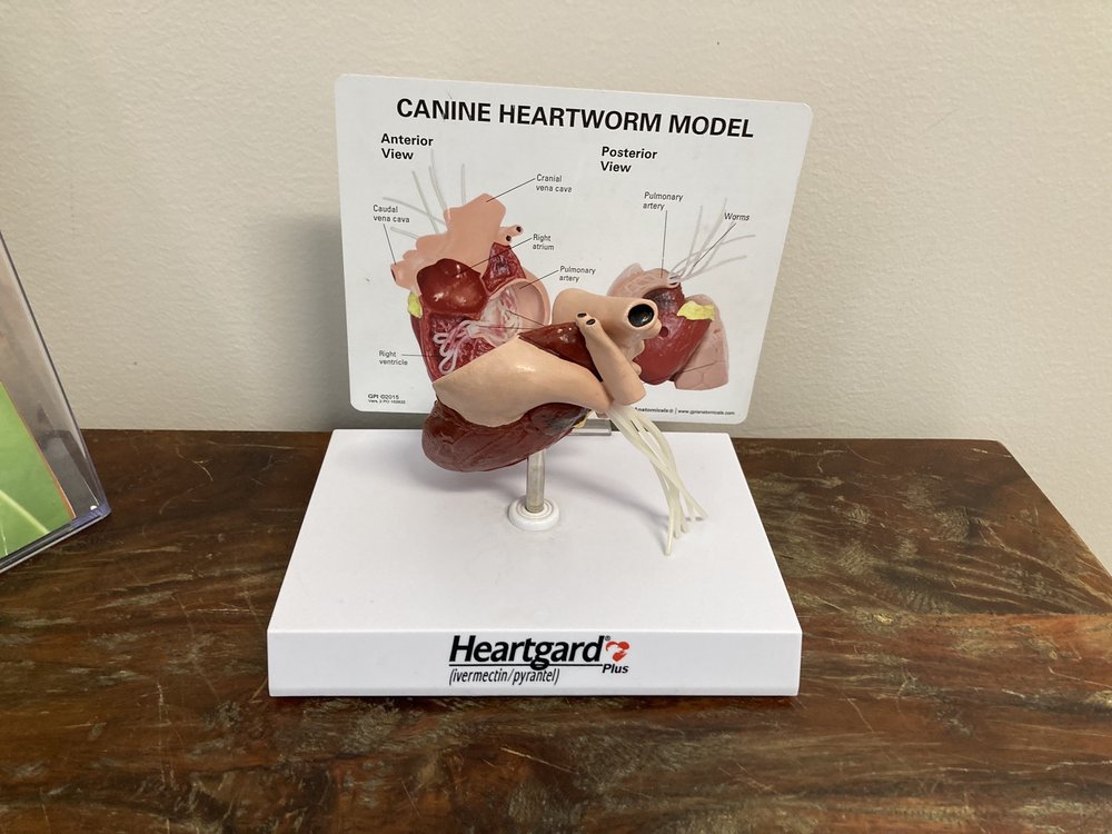 Antelope Animal Hospital Image