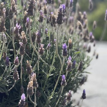 Hess Persson Estates - Lavender - Museums Near Me - Napa, California