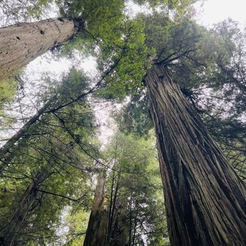 Jedediah Smith Redwoods State Park - Parks Near Me
