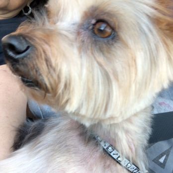 Scissors and Suds - Pet Groomers Near Me - San Antonio, Texas
