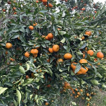 Sunset Ridge Fine Fruits - Mandarin Tree - Fruits & Veggies Near Me - Newcastle, California Sunset Ridge Fine Fruits - Mandarin Tree - Fruits & Veggies Near Me - Newcastle, California