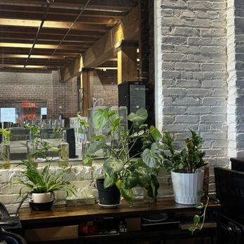 La Brewjula Cafe - Plants next to bar - Cafes Near Me - Denver, Colorado