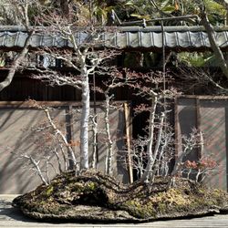 Bonsai Garden at Lake Merritt - 489 Japanese Maple Grove (group dates from the early 1980's)