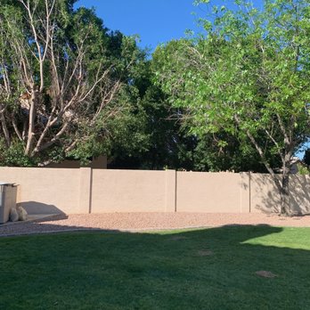 Jose Knows Trees - The image shows a backyard with a lush green lawn in the foreground, bordered by a beige privacy wall. Behind the wall, there are several trees with green leaves, some with sparse branches. The sky above is clear and bright blue, indicating a sunny day. Shadows from the trees fall onto the lawn and wall, creating contrast in the scene. - Tree Services Near Me - Chandler, Arizona
