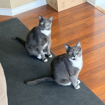 Dessau Veterinary Clinic - Garfield and Nermal - Veterinarians Near Me - Austin, Texas