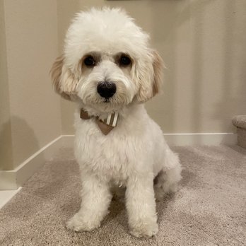 Spoiled Pup - Dog - Pet Groomers Near Me - Las Vegas, Nevada Spoiled Pup - Dog - Pet Groomers Near Me - Las Vegas, Nevada