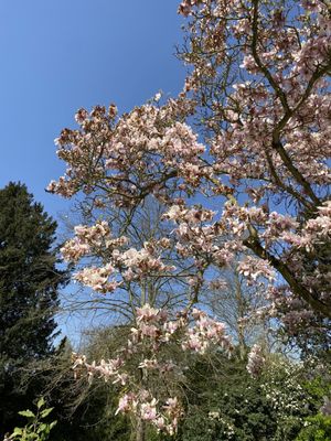 Parc Bagatelle - la Roseraie by null