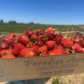 Bushue's Family Farm - Berries are so sweet! - Farmers Market Near Me - Boring, Oregon Bushue's Family Farm - Berries are so sweet! - Farmers Market Near Me - Boring, Oregon