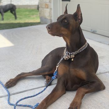 Bonne Terre Dobermans - Pet Training Near Me - Bastrop, Texas Bonne Terre Dobermans - Pet Training Near Me - Bastrop, Texas