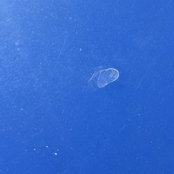 Water pressure marks that wouldn't remove after lightly buffing the paint