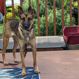 Louise is a Malinois/Dutch Shepherd