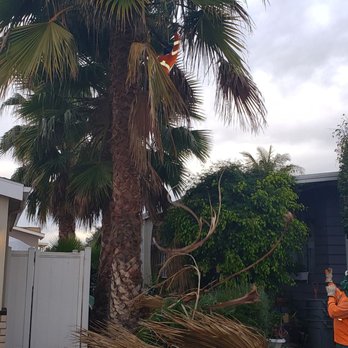 Octavio's Tree Service - Tree Services Near Me Octavio's Tree Service - Tree Services Near Me