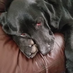 Fletcher Hills Animal Hospital - Ben