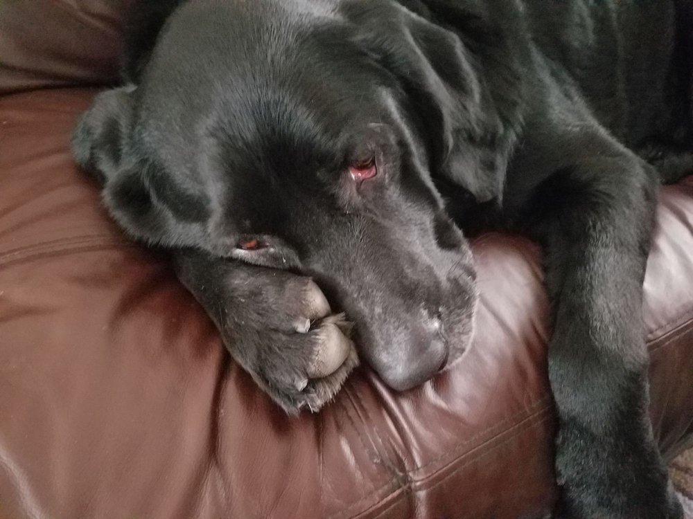 FLETCHER HILLS ANIMAL HOSPITAL 71 Reviews Veterinarians 8807