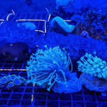 Lighthouse Aquatics - Aquarium Services Near Me - Indio, California