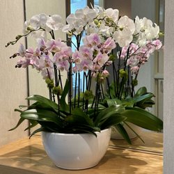 Duane Fong, DDS - Fresh Orchids for the new year!