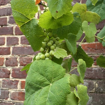 William Paca House and Garden - Grapevines. - Museums Near Me - Annapolis, Maryland William Paca House and Garden - Grapevines. - Museums Near Me - Annapolis, Maryland