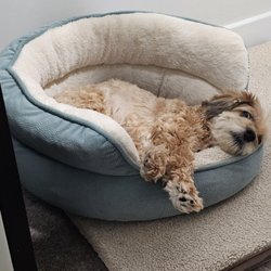 St. Charles Animal Hospital - SASHA FIRECE AT HER BEDT