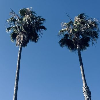 Premier Tree Experts - Tree Services Near Me - Orange, California
