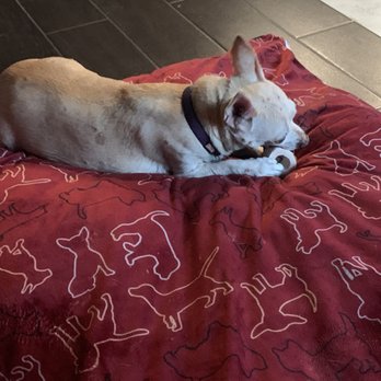 Protein for Pets - Lizzy enjoying her bone - Pet Stores Near Me - Rancho Cucamonga, California Protein for Pets - Lizzy enjoying her bone - Pet Stores Near Me - Rancho Cucamonga, California