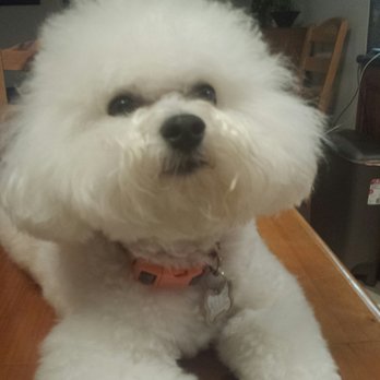 Q d Doggie - Pet Groomers Near Me - Lake Forest, California