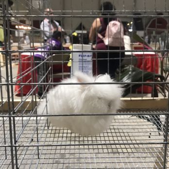 Miami-Dade County Fair & Exposition - THE BUNNY - Amusement Parks Near Me - Miami, Florida Miami-Dade County Fair & Exposition - THE BUNNY - Amusement Parks Near Me - Miami, Florida
