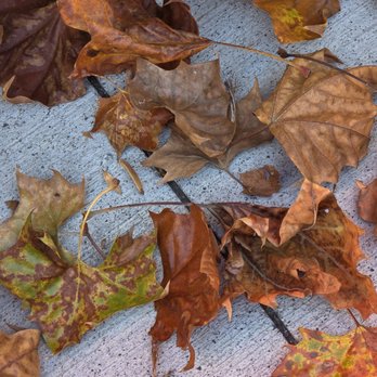 Sycamore Station - The leaves in the areas were already changing colors. - American Near Me - Roanoke, Virginia