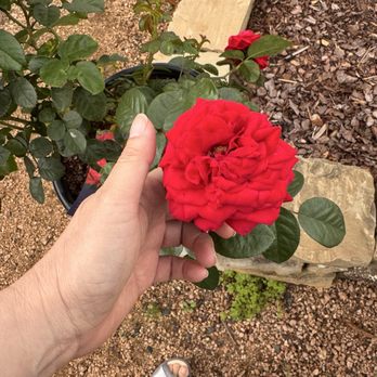 Enchanted Forest - Rose - Nurseries & Gardening Near Me - Richmond, Texas