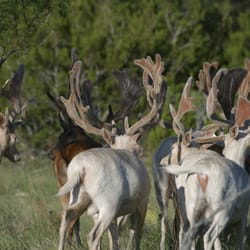 Texas Specialty Hunts