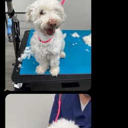 a behind the scenes peak into what my dog's grooming appts look like -- these text updates are such a thoughtful touch! a behind the scenes peak into what my dog's grooming appts look like -- these text updates are such a thoughtful touch!