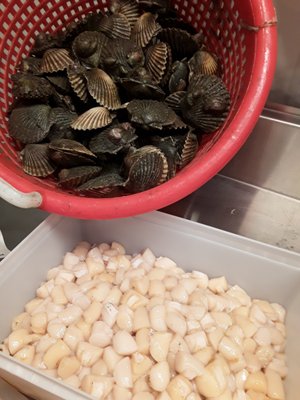 Bennett Shellfish by null