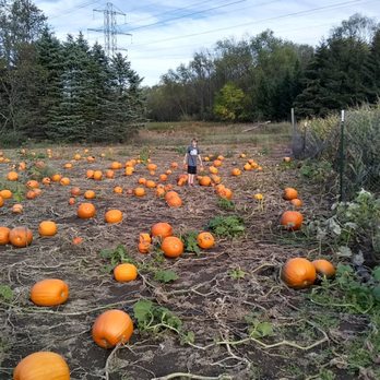 Gull Meadow Farms - Pretty big pumpkin patch, but the weather this year has been tough. - Fruits & Veggies Near Me - Richland, Michigan Gull Meadow Farms - Pretty big pumpkin patch, but the weather this year has been tough. - Fruits & Veggies Near Me - Richland, Michigan