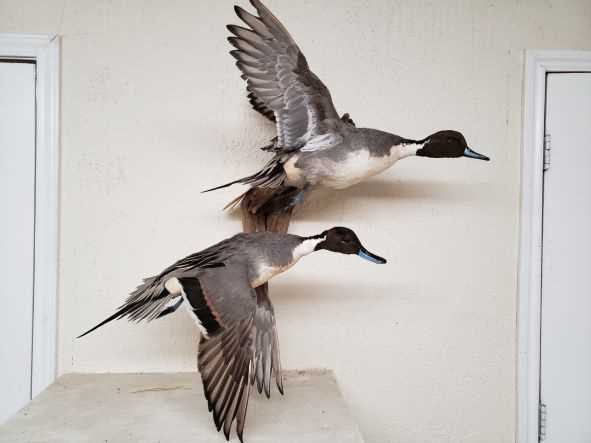 Creative Feathers Studio - taxidermy in La Marque, TX