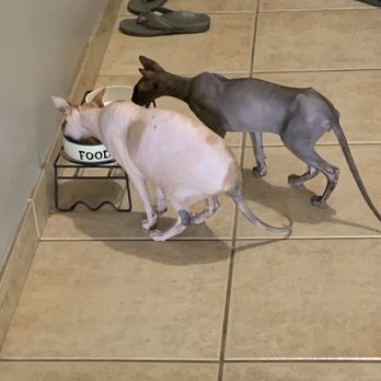 Pets In The 'Burbs Hawaii - One of the update pictures I got with the cats being fed - Dog Walkers Near Me - Aiea, Hawaii Pets In The 'Burbs Hawaii - One of the update pictures I got with the cats being fed - Dog Walkers Near Me - Aiea, Hawaii