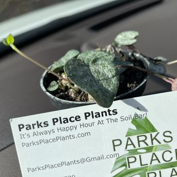 Parks Place Plants - String of Hearts! - Nurseries & Gardening Near Me - Spokane Valley , Washington