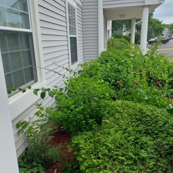 Associa New York - Weeds - Property Management Near Me - Poughkeepsie, New York Associa New York - Weeds - Property Management Near Me - Poughkeepsie, New York