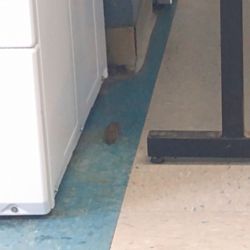 Valley Laundromat - Mouse in the house