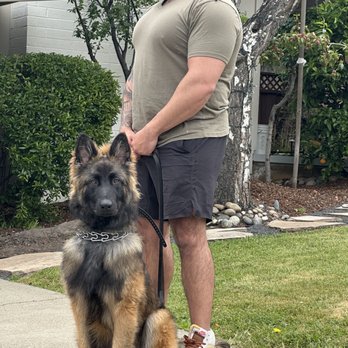Homestead Canine - Invest in your dog - and he will invest in you ten fold. - Pet Training Near Me