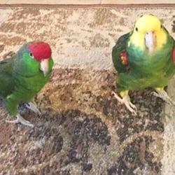 Fair Dinkum Pet and House Sitting - Chili & Tommy