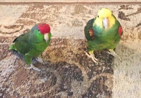 Fair Dinkum Pet and House Sitting - pet boarding facility in Gilbert, AZ